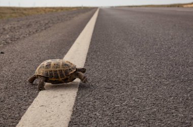 Turtle, hayatını riske atarak otoyolu geçiyor..