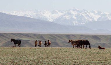 Atlar Kazakistan 'ın uçsuz bucaksız sularında dağların ve karlı zirvelerin arka planında otlar.