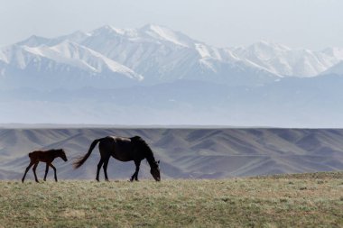 Atlar Kazakistan 'ın uçsuz bucaksız sularında dağların ve karlı zirvelerin arka planında otlar.