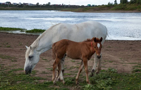 Biały Koń Brązowe Źrebaki Rozdzielone Pobliżu Rzeki — Zdjęcie stockowe