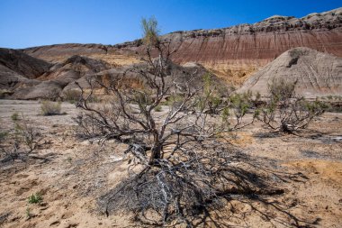 Kazakistan 'daki renkli, katmanlı Aktau dağları saksafon çalılarının arasında..