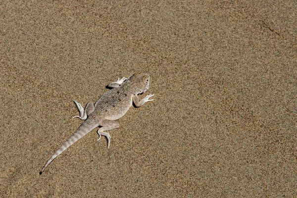 Lézard Désert Sur Fond Sable Beaucoup Espace Libre Pour Texte — Photo