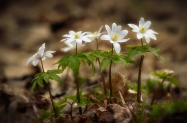İlk çiçekler ilkbaharın başlarında Bashkortostan ormanlarındaki kar damlalarıdır..