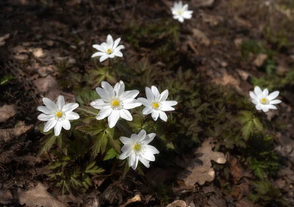 Primeiras Flores São Gotas Neve Início Primavera Nas Florestas Bashkortostan — Fotografia de Stock