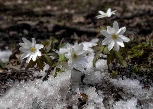 První Sníh Květiny Začátku Jara Lesích Baškortostánu — Stock fotografie