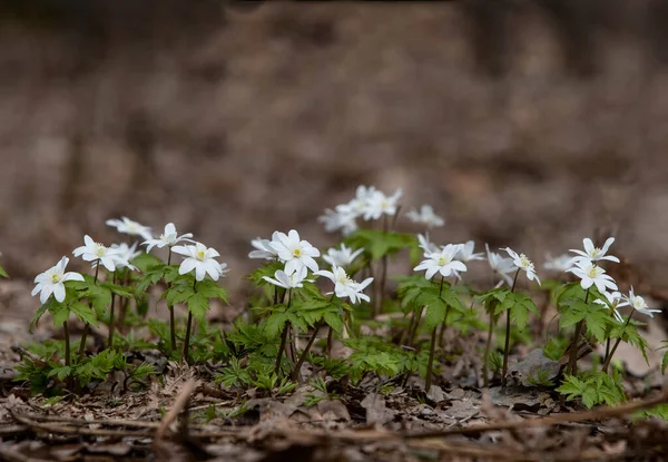 První Zasněžené Květy Začátku Jara Lesích Baškortostánu Nad Nimi Volné — Stock fotografie