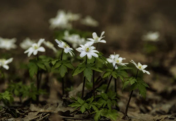První Květy Jsou Sněhové Vločky Začátku Jara Lesích Baškortostánu — Stock fotografie