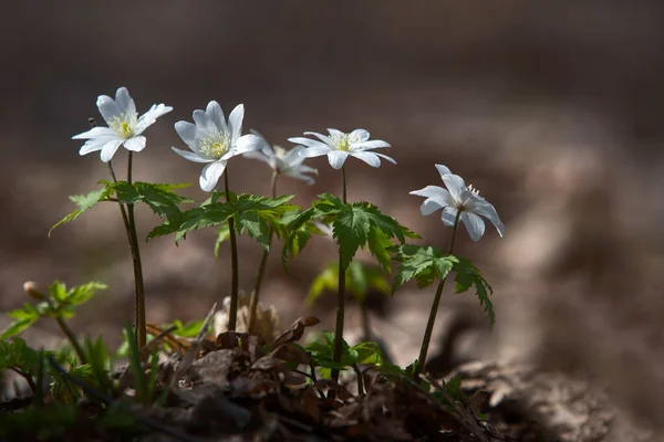 První Květy Jsou Sněhové Vločky Začátku Jara Lesích Baškortostánu — Stock fotografie