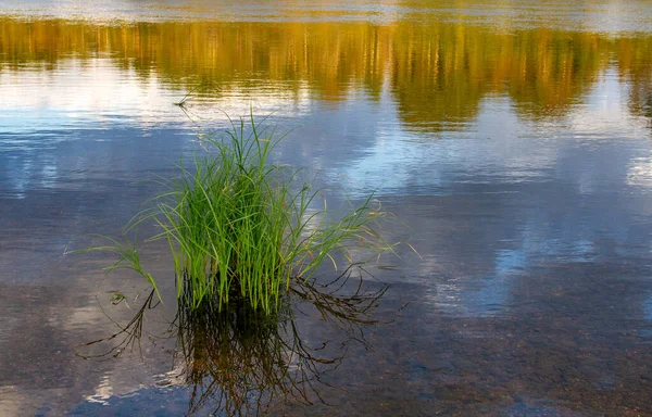 Gras Wächst Flussufern Und Wasser Helles Abendlicht Spiegelung Von Partys — Stockfoto