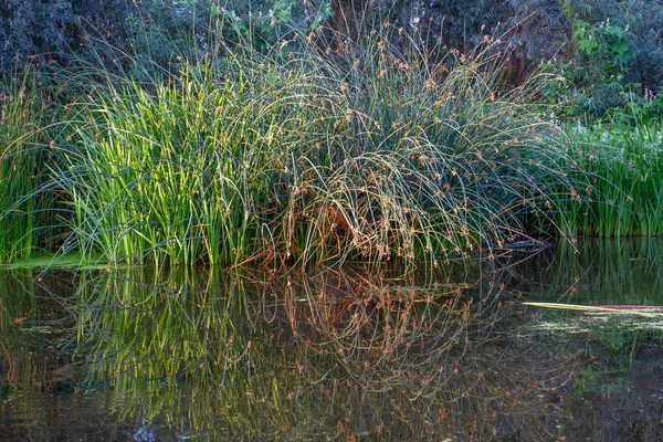 Grass Growing River Banks Water Reflection Plants Water — Stock Photo, Image