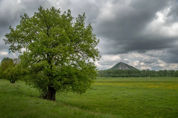 Yalnız Bir Dağla Bahar Manzarası Ender Ağaçlarla Dolu Yeşil Bir — Stok fotoğraf
