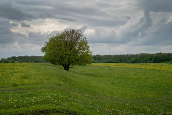 Primavera Prado Con Flores Diente León Hierba Verde Árbol Solitario — Foto de Stock