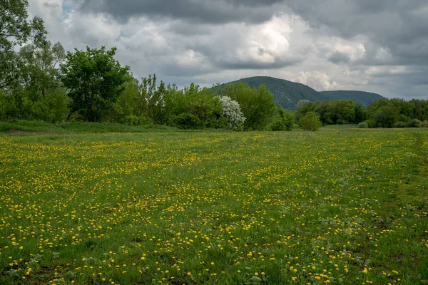 Karahindiba Çiçekleri Dağda Yeşil Otlarla Dolu Bir Bahar Çayırı — Stok fotoğraf