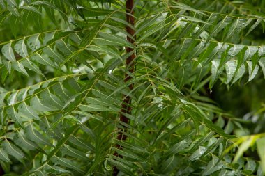 Neem ağacının (Azadirachta indica) yapraklarının yağmur damlalarıyla görünümü