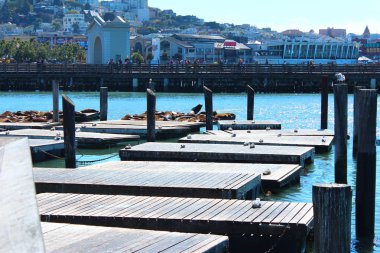 San Francisco, California / Usa - 18 Ağustos 2012: Rıhtım 39 yakınlarındaki bir iskelede deniz aslanlarının güneşlenişini izleyen turistler