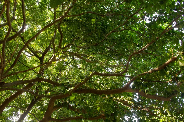Vista da árvore com muitos ramos cobrindo ampla área e fornecendo sombra — Fotografia de Stock