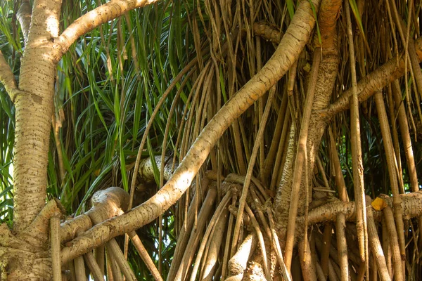 Vista de um crescimento arbóreo perto do estuário em Chennai, Índia — Fotografia de Stock