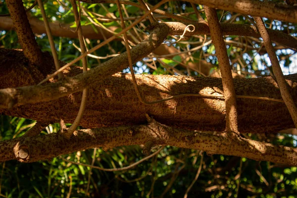 View of a growth of branches in a tree near estuary in Chennai, India — Stock Photo, Image