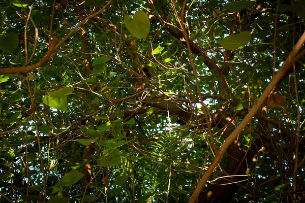 Вид на дерево с ветвями и листьями, покрывающими большую площадь и обеспечивающими тень от солнца — стоковое фото