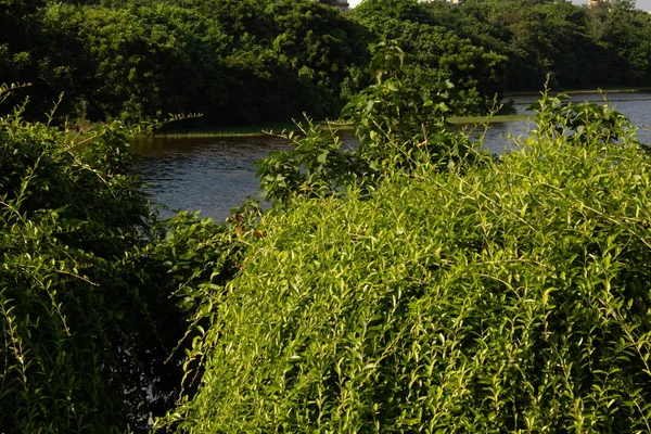 Grün von üppiger Vegetation und Süßwasser in einem Park — Stockfoto