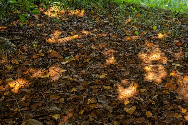 Barevné padlé listy na hnědé lesní půdě pozadí — Stock fotografie