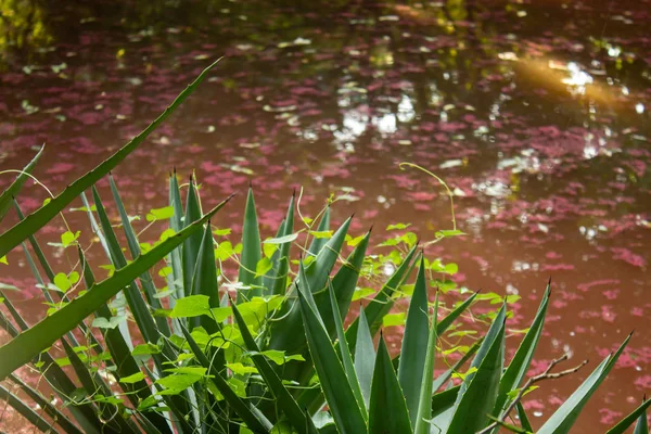 공원에 자줏빛 해조류가 있는 연못의 아름다운 경치 — 스톡 사진