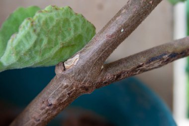 Bir ev bahçesinde Hindistan borusunun kök yeşil yaprağı (botanik adı - Plectranthus amboinicus).