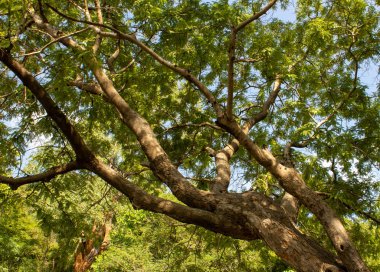 Yercaud, Salem, Hindistan 'a giden yolda büyük dalları olan güzel bir ağaç manzarası.