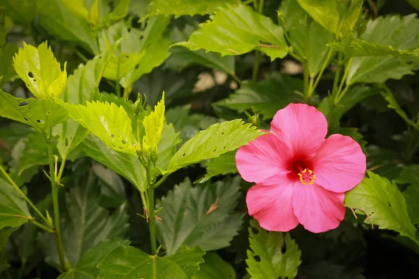 Bellissimo fiore di colore rosa su sfondo naturale — Foto Stock