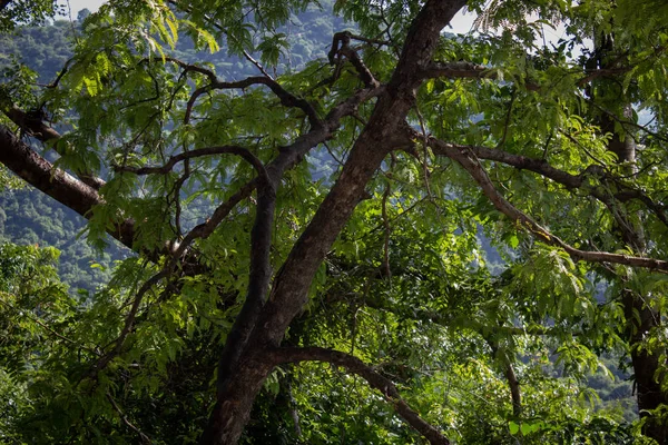 Vista serena de uma árvore com grandes galhos cobrindo a estrada do ghat a caminho de Yercaud, Salem, Índia — Fotografia de Stock