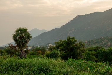 Ön planda ve kırsal alanda Palmiye ağacına odaklanmış dağ zeminine sahip Palmiye ağacı görüntüsü.
