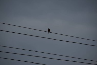 Bir kuşun elektrik hatları üzerindeki siluet etkisini görüntüle