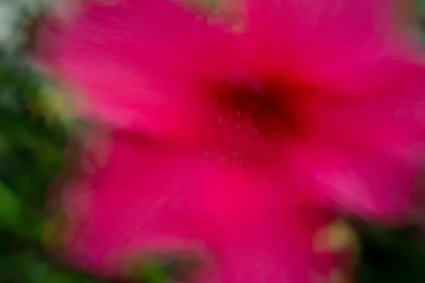 Immagine astratta di un fiore fotografato con la tecnica del movimento intenzionale della fotocamera ICM . — Foto Stock