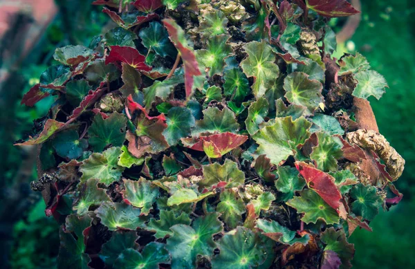 Bella vista delle foglie della pianta in un giardino di casa con goccioline d'acqua dal gocciolamento pioggia . — Foto Stock