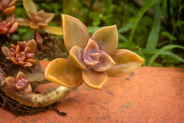 Primo piano della pianta succulenta di cactus umido. Succulente di cactus in un giardino . — Foto Stock