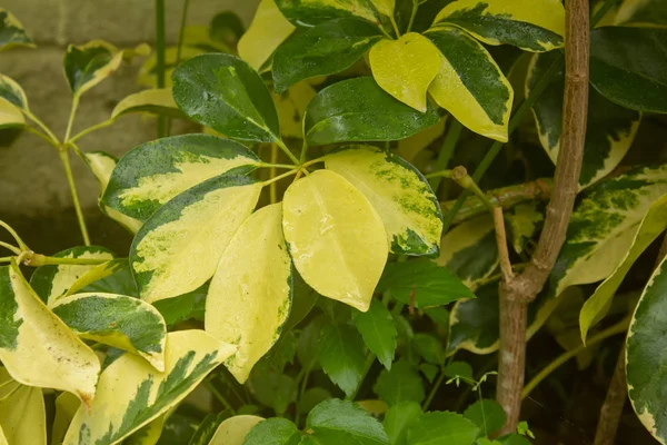 Vy över våta blad av växt i en trädgård under regnperioden — Stockfoto