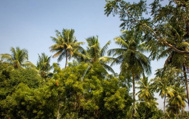 Hindistan cevizi ağaçları ve tarımsal bir tarlada ağaçlar..