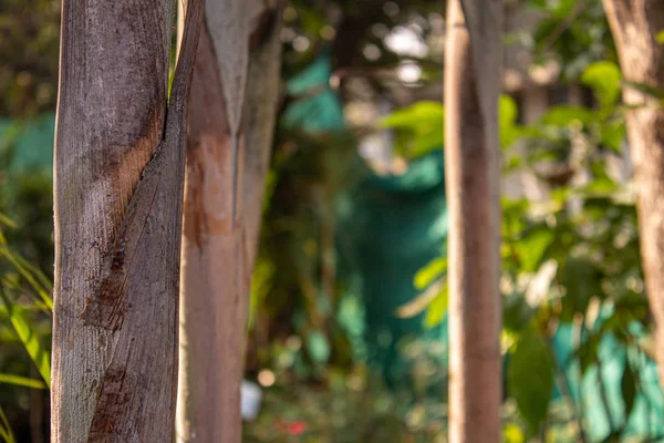 De jeunes palmiers dans un jardin d'enfants. Peau et texture de palmier Areca . — Photo