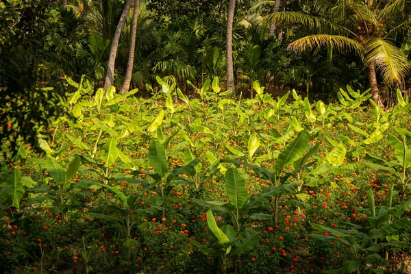 Banana tree plantation and the marigold flowers in-between in a farm near Gobichettipalayam, Tamil Nadu, India — Stock Photo, Image