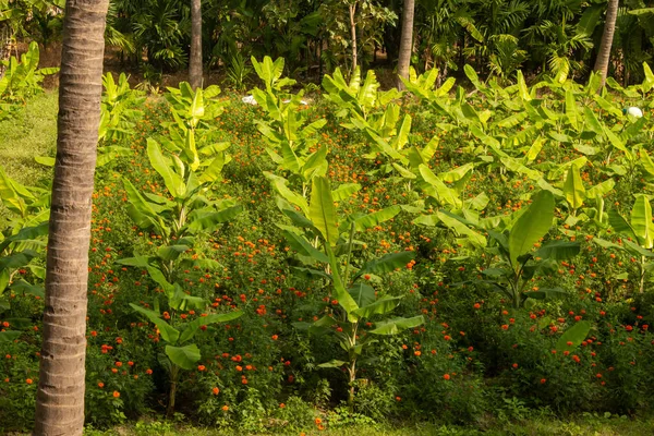 印度泰米尔纳德邦Gobichettipalayam附近的一个农场，香蕉人工林和其间的菊花 — 图库照片