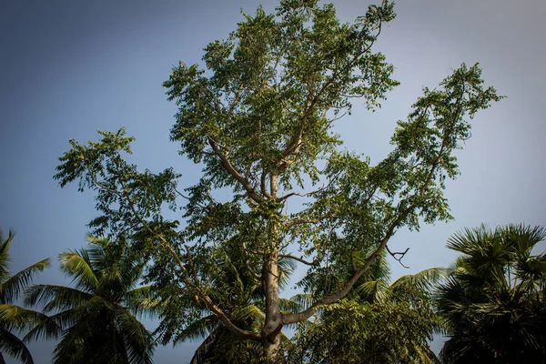 Neem, coco e palmeiras contra fundo céu azul natural . — Fotografia de Stock