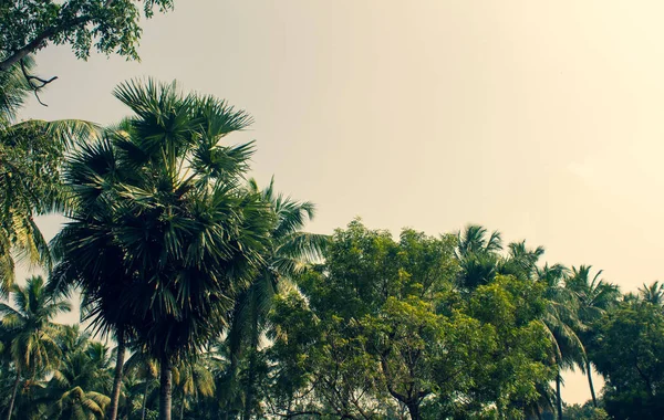 Campo agrícola con palmeras, neem y cocoteros sobre el fondo del cielo — Foto de Stock