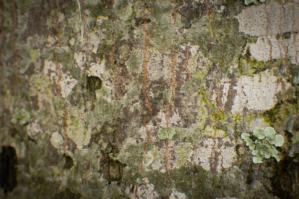 Vy över träd bark struktur och bakgrund. Begreppet användning för naturen — Stockfoto