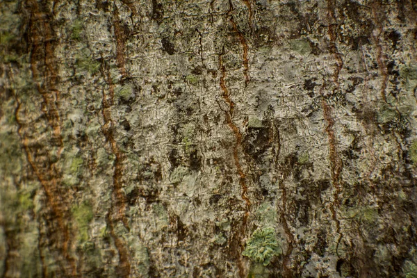 Vista da textura da casca da árvore e fundo. Utilização para o conceito de natureza — Fotografia de Stock