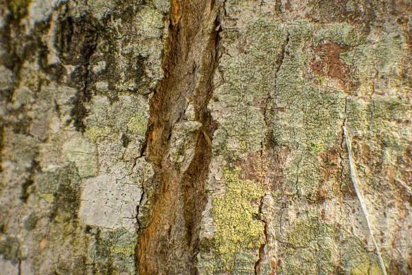 Vy över träd bark struktur och bakgrund. Begreppet användning för naturen — Stockfoto