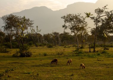 Masinagudi, Mudumalai Ulusal Parkı, Tamil Nadu - Karnataka Eyalet Sınırı, Hindistan