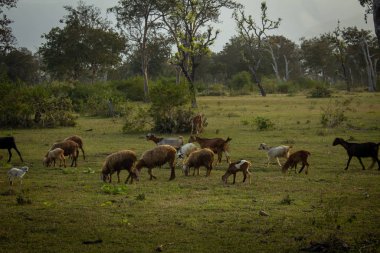 Masinagudi, Mudumalai Ulusal Parkı, Tamil Nadu - Karnataka Eyaleti sınırı boyunca otlayan koyunlar ve keçiler