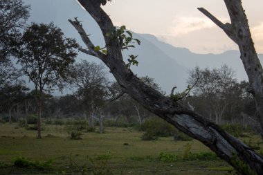 Beautiful view of the trees and landscape along Masinagudi, Mudumalai National Park, Tamil Nadu - Karnataka State border, India. clipart