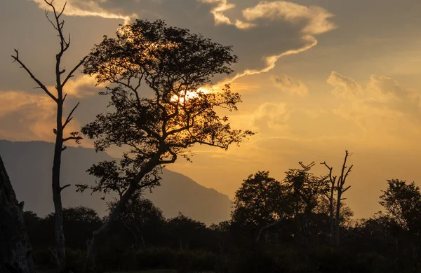 Wunderschöner Sonnenuntergang mit Baumsilhouette im Waldgebiet entlang von Masinagudi, Mudumalai Nationalpark, Tamil nadu - Karnataka Staatsgrenze, Indien — Stockfoto