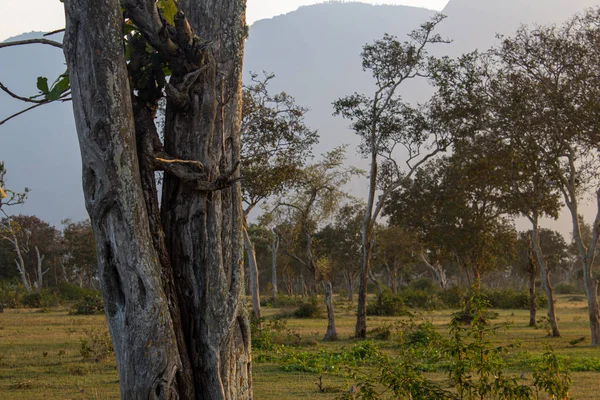 Piękny widok na drzewa i krajobraz wzdłuż Masinagudi, Mudumalai National Park, Tamil Nadu - Karnataka Granica państwowa, Indie. — Zdjęcie stockowe